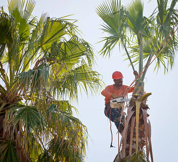 Best Tree Root Removal  in Mount Kisco, NY